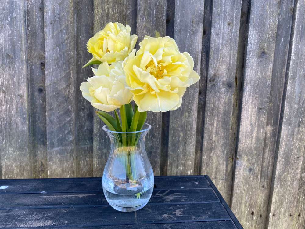 Tulpan 'Avant Garde'